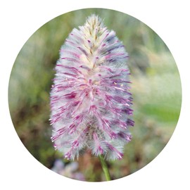 Tall Mulla Mulla 15 ml Stockbottle Australian Bush Flower Essences