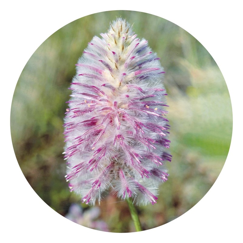 Tall Mulla Mulla 15 ml Stockbottle Australian Bush Flower Essences