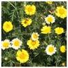 Everwilde Farms - 1 Oz Garland Daisy Wildflower Seeds -