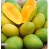 Tree Dusari Dasheri MANGO TREE GRAFTED (2-4 Feet Tall). We