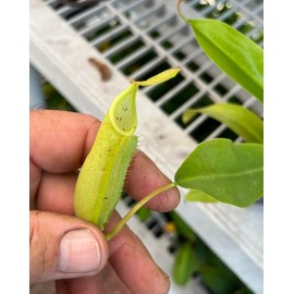 Carnivorous Pitcher Plant - Nepenthes sanguinea - Tropical Pitcher Plant