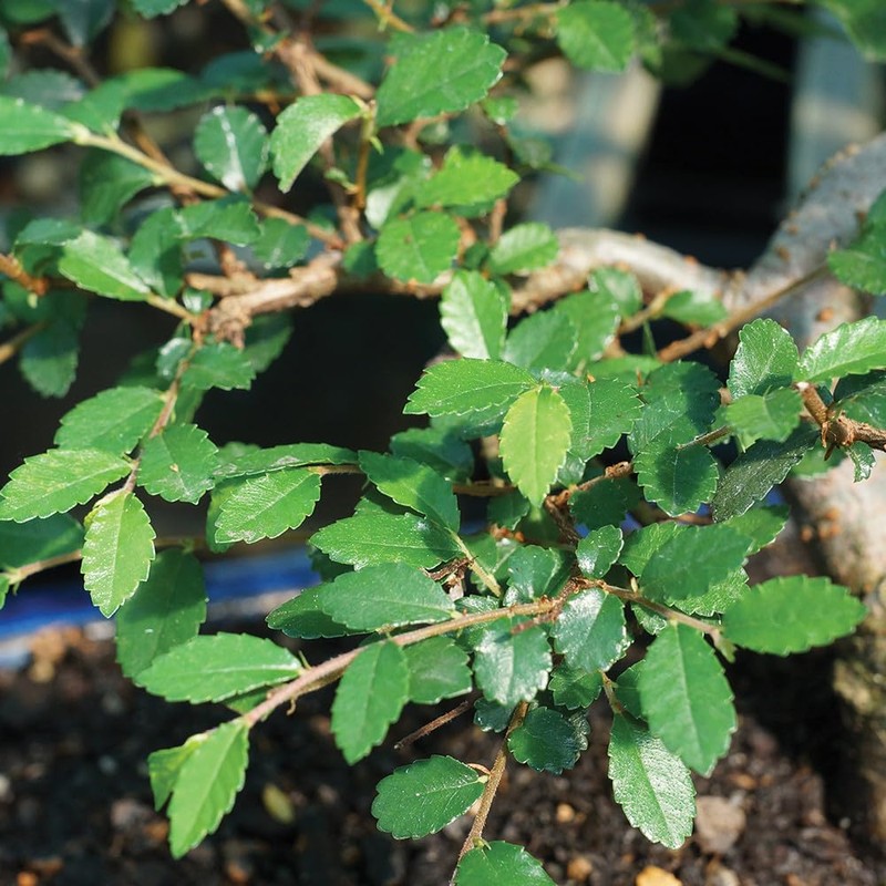 Brussel's Bonsai Live Chinese Elm Outdoor Bonsai Tree 5 Years
