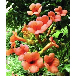 CZ Grain 10 Orange Trumpet Creeper Vine Seeds Hummingbird Bush - Non-GMO Seeds