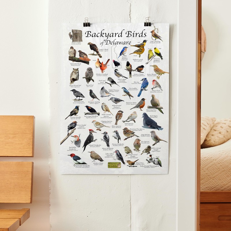Where's Wildlife Backyard Birds of Delaware Bird Identification Poster (8"