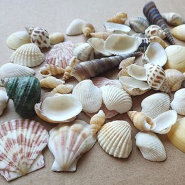 Shells Mixed, Natural Shells, Beach Shells, Craft Shells, Decorative Shells, Craft and Home Decoration Mixes, Decoration Parties, Weddings, Approx. 200 g