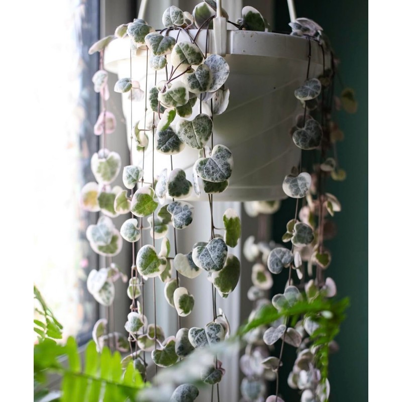 The HC Companies Euro Hanging Basket Planter Decorative 12-Inch Large