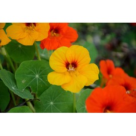 WhirlyBird Mix Nasturtium Flower Seeds for Planting, 50+ Seeds Per Packet, (Isla's Garden Seeds), Non GMO & Heirloom Seeds, Scientific Name: Tropaeolum nanum, Great Home Garden Gift