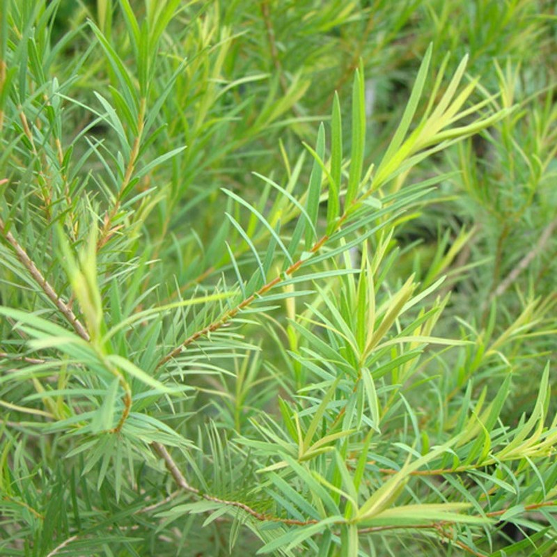 Nilesyards Remedies Eucalyptus Balm, 0.4 oz (10 g)