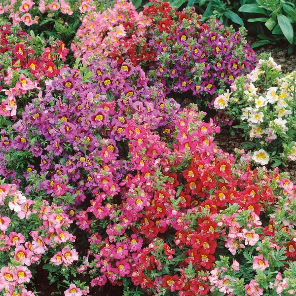 Butterfly Flower Seeds - Angel Wings Mix - Packet -
