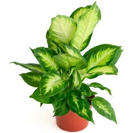 Shop Succulents Dieffenbachia Camille, Live Indoor Plant, Low Maintenance Tropical Houseplant with Attractive Variegated Leaves, Ideal for Home Decor, Office, and Room Enhancement, 6 Inch Nursery Pot