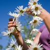 The Old Farmer's Almanac Daisy Seeds (Shasta Alaska) - Approx