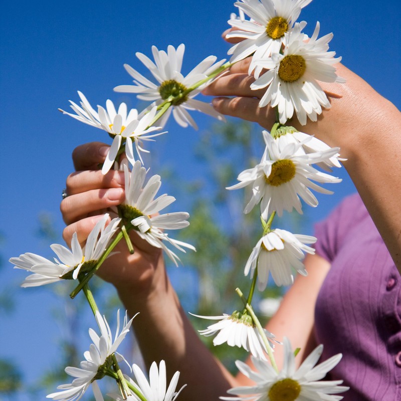 The Old Farmer's Almanac Daisy Seeds (Shasta Alaska) - Approx