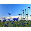 Seeds Blue Cornflower 200+ Seeds for Planting Bachelor’s Buttons Annual