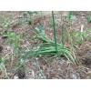 Fresh Pick Unit]Perennial Onions Egyptian Walking Garlic Chives Bulbs Starts