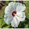 WHITE HIBISCUS MOSCHEUTOS (SWAMP ROSE-MALLOW) 20 SEEDS ( FRESH 2023