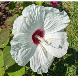 WHITE HIBISCUS MOSCHEUTOS (SWAMP ROSE-MALLOW) 20 SEEDS ( FRESH 2023 CROP)