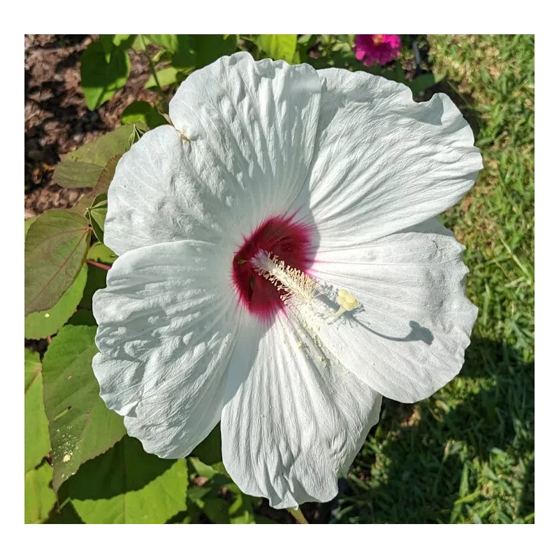 WHITE HIBISCUS MOSCHEUTOS (SWAMP ROSE-MALLOW) 20 SEEDS ( FRESH 2023