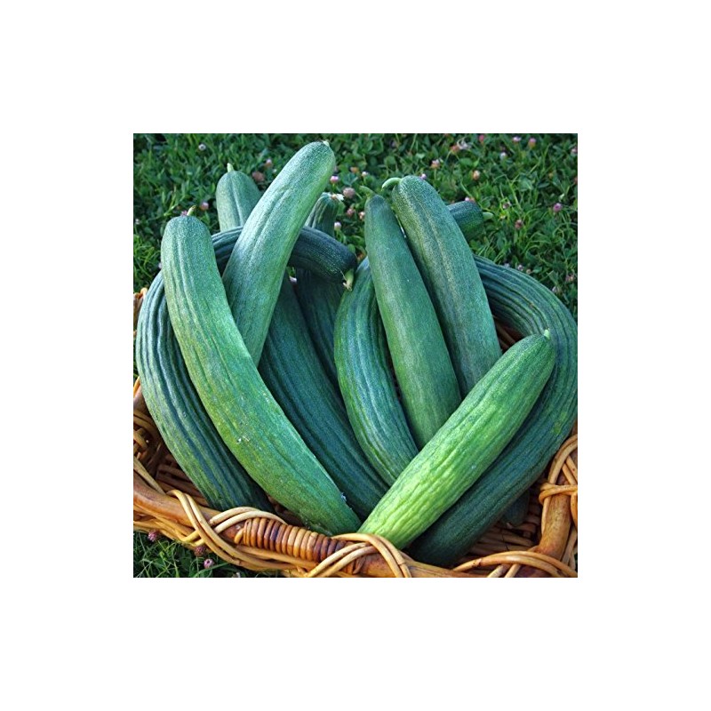 Armenian Dark Green Cucumber Seeds, 100 Heirloom Seeds Per Packet,