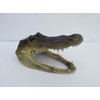 Real Alligator Head from a 4 Foot Gator