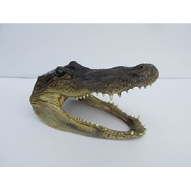 Real Alligator Head from a 4 Foot Gator