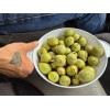Hickory 1 Pound Mockernut Hickory Nuts Shade Trees Wildlife Food