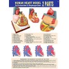 2022 Latest Design Life-Size Human Heart Model, 2-Piece 1:1 Anatomical