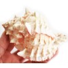 Set of 12 Large Pink Murex Shell 4-4 1/2" Beach