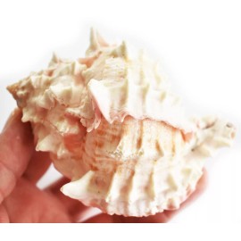 Set of 12 Large Pink Murex Shell 4-4 1/2"  Beach Wedding Craft Decor Hermit Crab