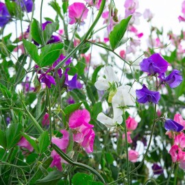 Southeast Seeds Royal Family Sweet Pea Seeds, Ruffled Flower Blooms, Floral Scent, FREE SHIPPING - 800 Seeds or 2 OZ