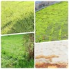 Weed Brush for Brush Cutter, Improved Concept Weed Brush for