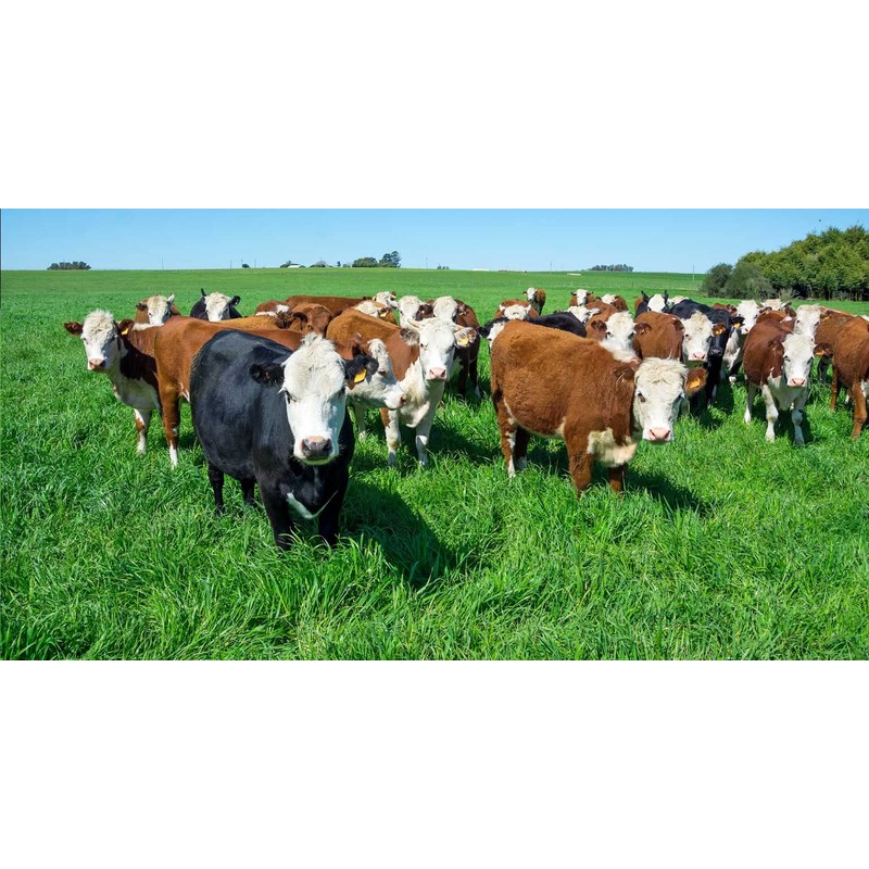 Jumbo Tetraploid Annual Ryegrass (1 Lbs.)