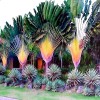 CZ GRAIN 5 Travelers Palm Tree Seeds (Ravenala madagascariens