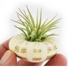 Florida Shells and Gifts 2 Beautiful Air Plants in Gator