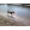 Floating Hand Frisbee Dogs and more from Berlin Fabric 'Small',