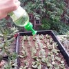 Acxico 10Pcs Plant Watering Attachment For Bottle Gardening DIY (Color