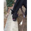Knot Halter with Rope for Horses - Padded Nose and