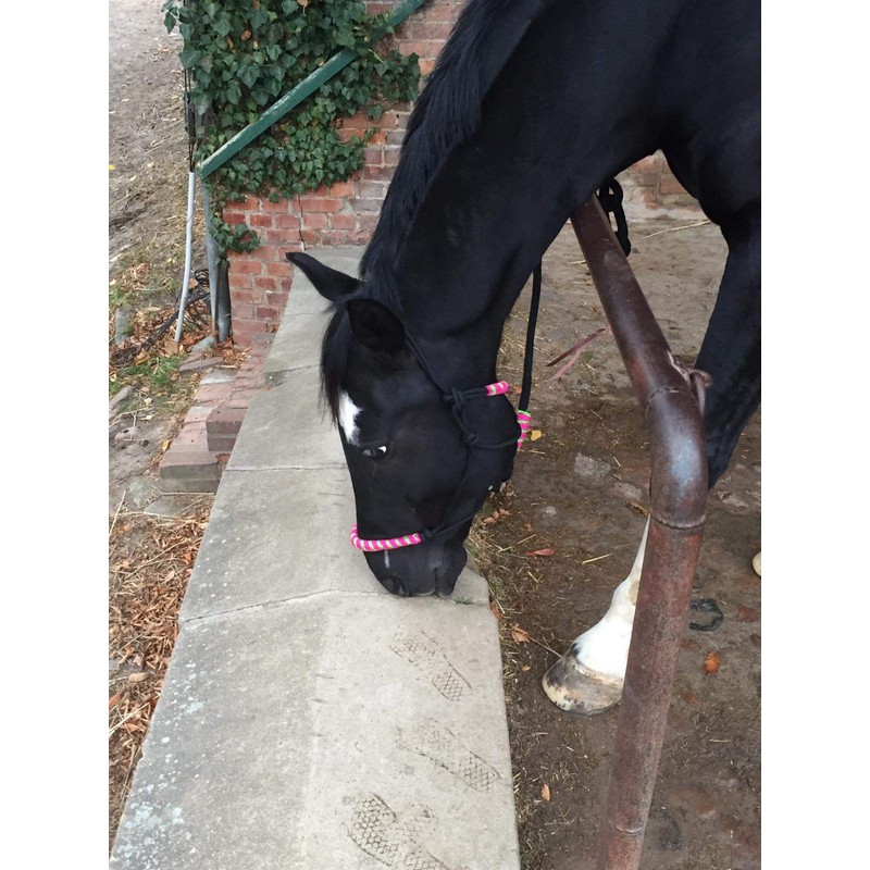 Knot Halter with Rope for Horses - Padded Nose and
