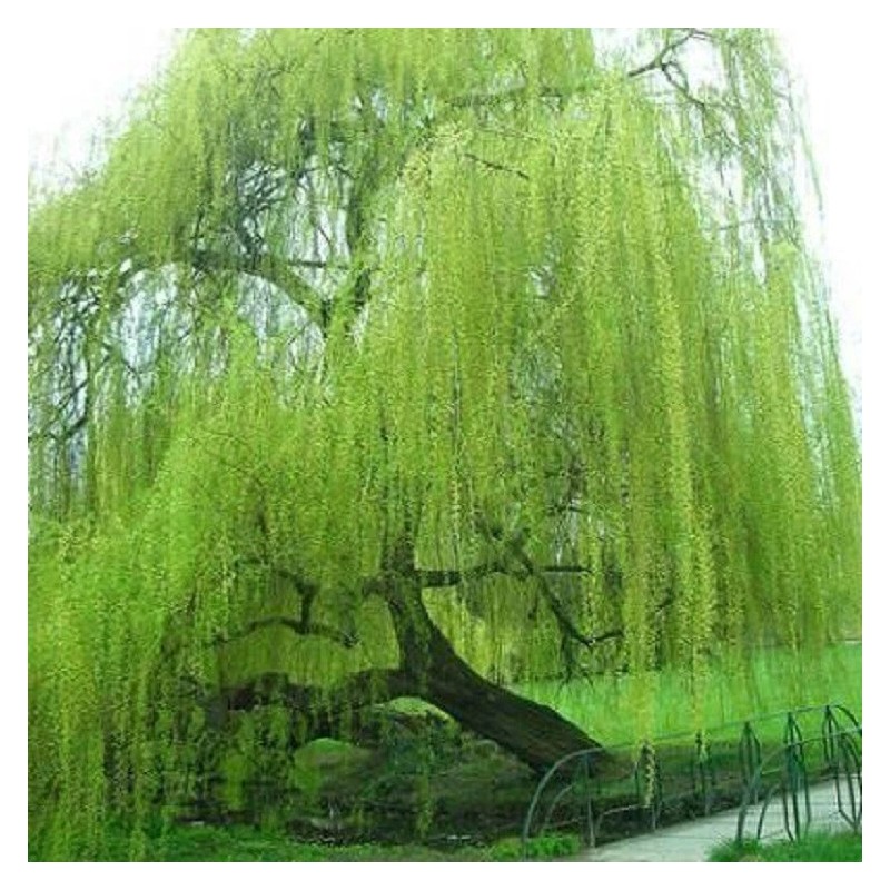 Toadstool Seeds 5 Bright Green Willow Seeds Tree Weeping Flower