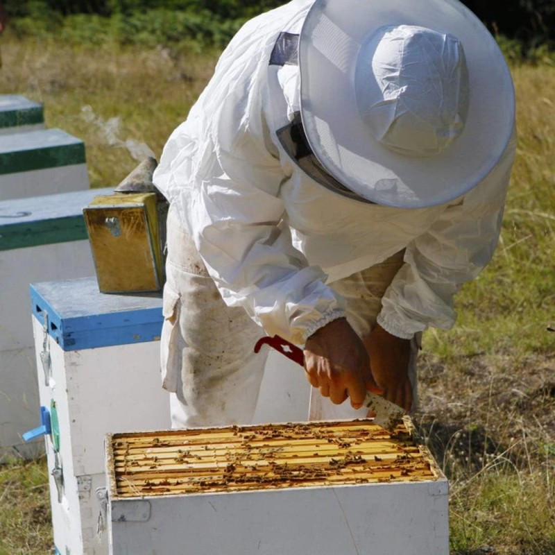 NoBrand Stainless Frame Lifter and Scraper J Hook Tool Hive