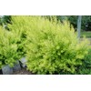 Spiraea thun. 'Ogon' (Mellow Yellow) (Spirea) Shrub, #3 - Size