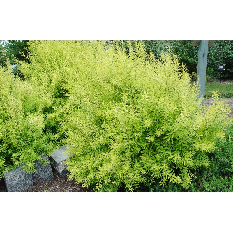 Spiraea thun. 'Ogon' (Mellow Yellow) (Spirea) Shrub, #3 - Size