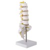 Lumbar Vertebral Spine Model Human Lumbar Educational Teaching Model Tool