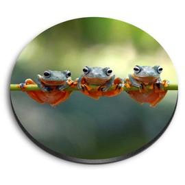 1 x Round MDF Magnet - Tree Frogs Java Flying Frog Branch 15888