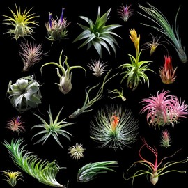Best 10 Pack Air Plants - Premium, High Quality, From The Green House. A trendy houseplant for beginners. Great for gifts, parties, and wedding decorations.