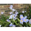 Carolina Lavender Heirloom Iris Purple, Walking Iris, 4 Plants +