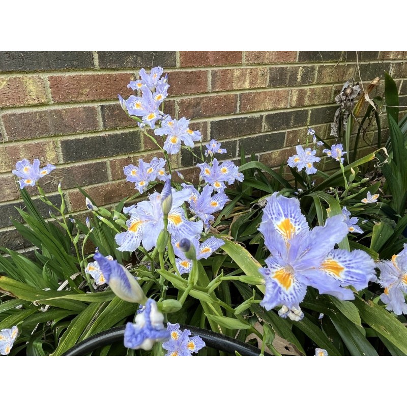 Carolina Lavender Heirloom Iris Purple, Walking Iris, 4 Plants +