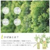 Aomori Hiba Oil Natural Oil (Hiba Oil, 0.7 fl oz