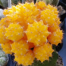 Yellow Grafted Moon Cactus - Gymnocalycium mihanovichii Hibotan Cacti Cactus Succulent Real Live Plant