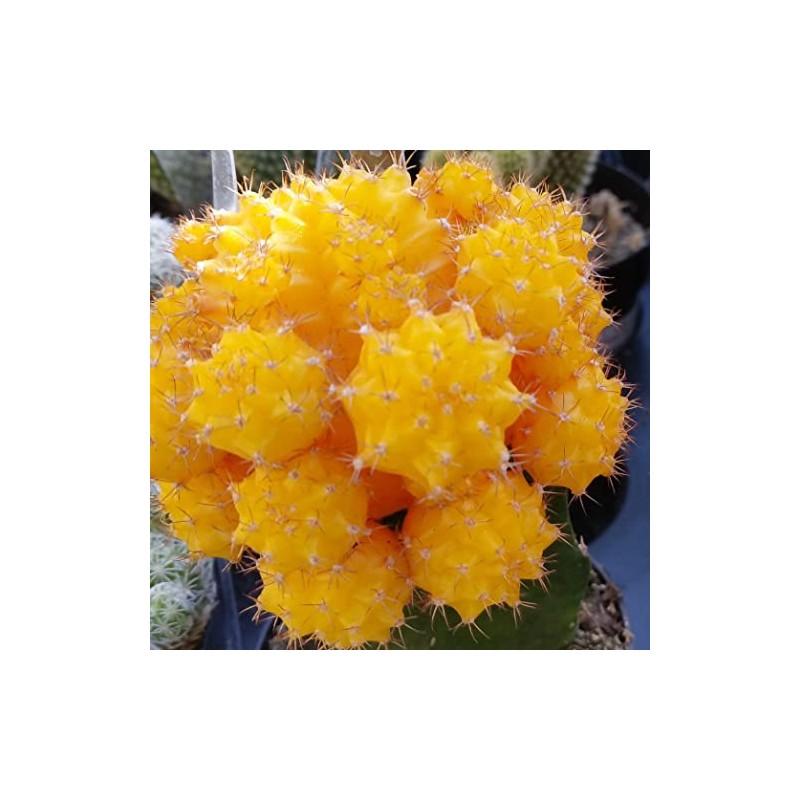 Yellow Grafted Moon Cactus - Gymnocalycium mihanovichii Hibotan Cacti Cactus