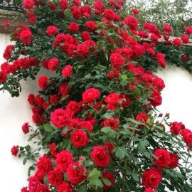 Nygardenia 20pcs Red Climbing Rose Seeds - Rare Non-GMO Heirloom Variety for Your Garden